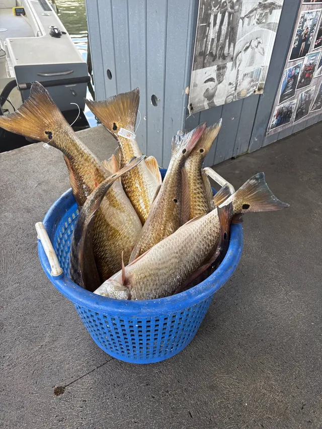Basket overflowing with redfish at the Galveston Offshore cleaning station after a successful trip