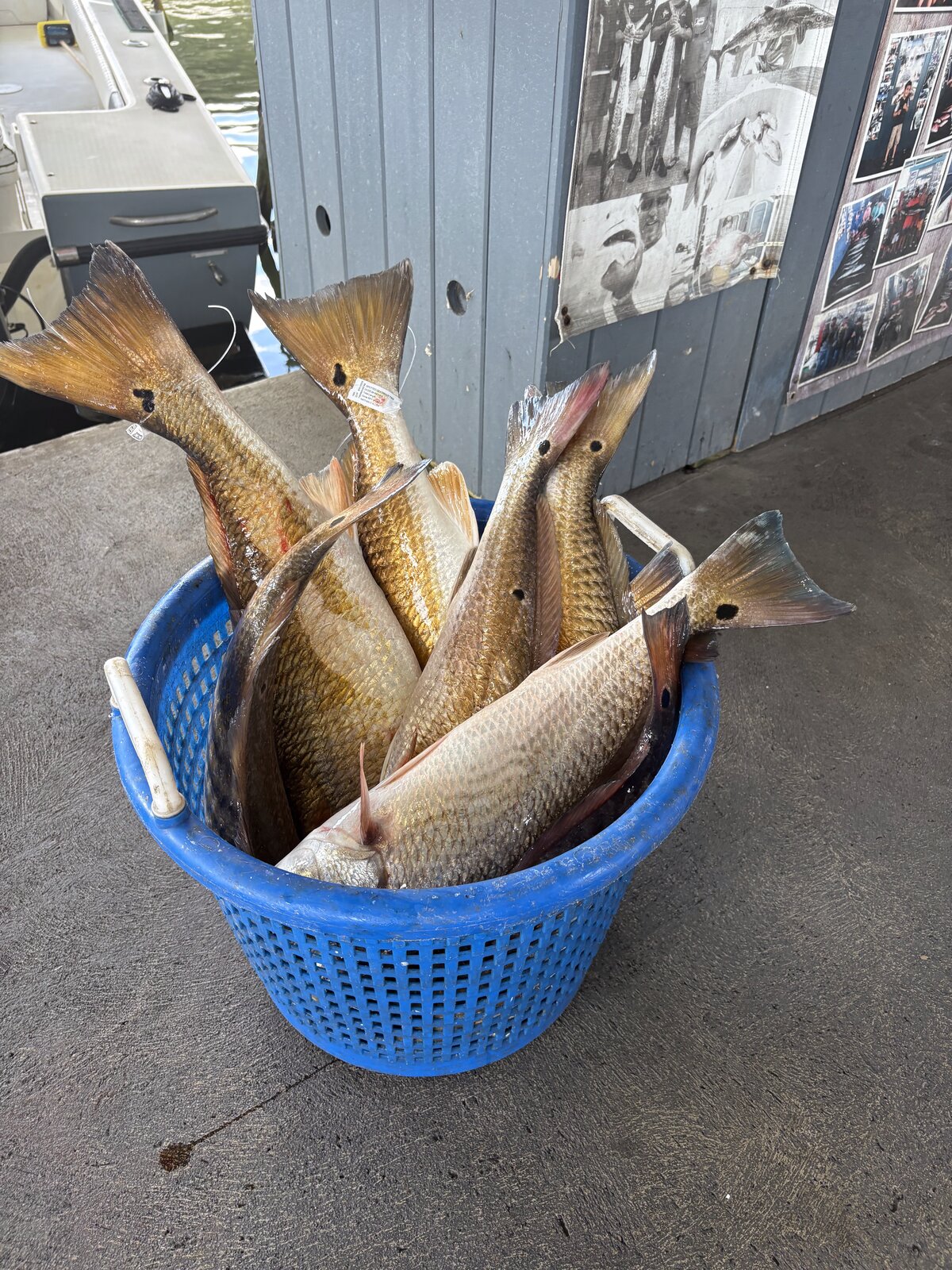 Basket overflowing with redfish at the Galveston Offshore cleaning station after a successful trip