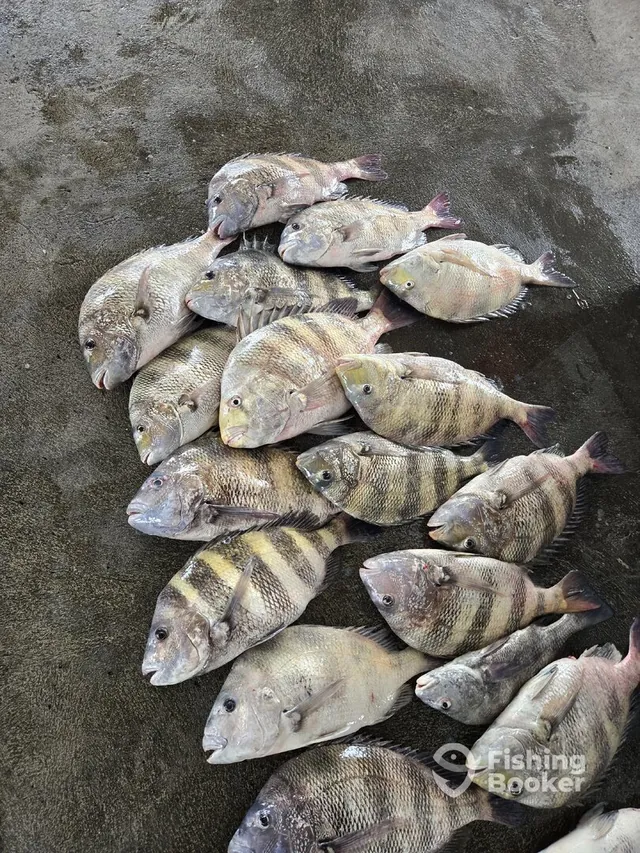 Mixed-species catch laid out at the cleaning station after a successful day