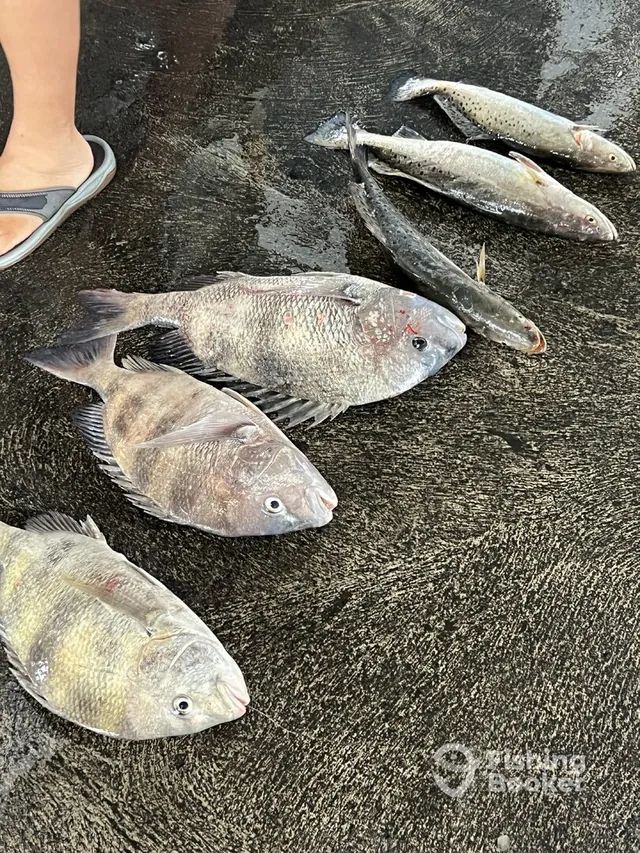Mixed-species haul laid out on the Galveston dock after a charter trip