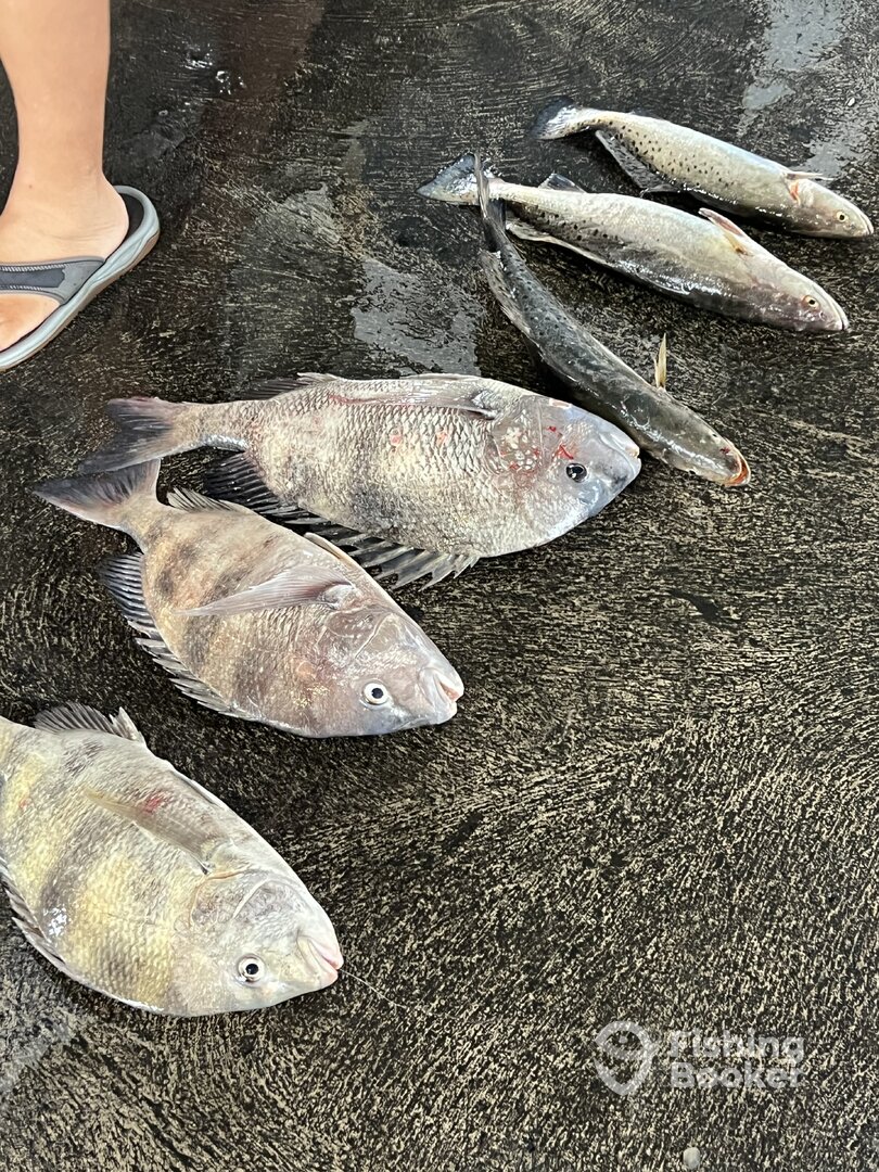 Mixed-species haul laid out on the Galveston dock after a charter trip